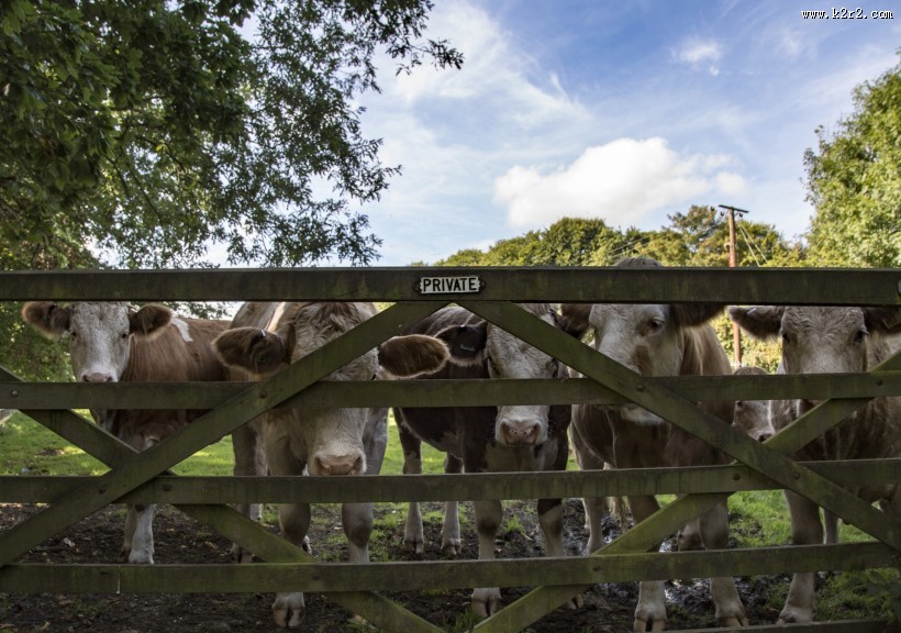 荷兰奶牛图片大全