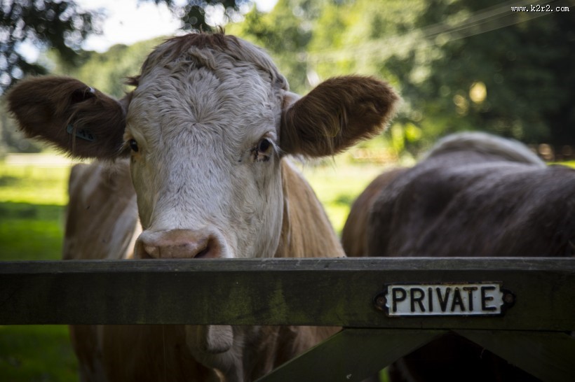 荷兰奶牛图片大全