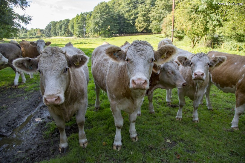 荷兰奶牛图片大全