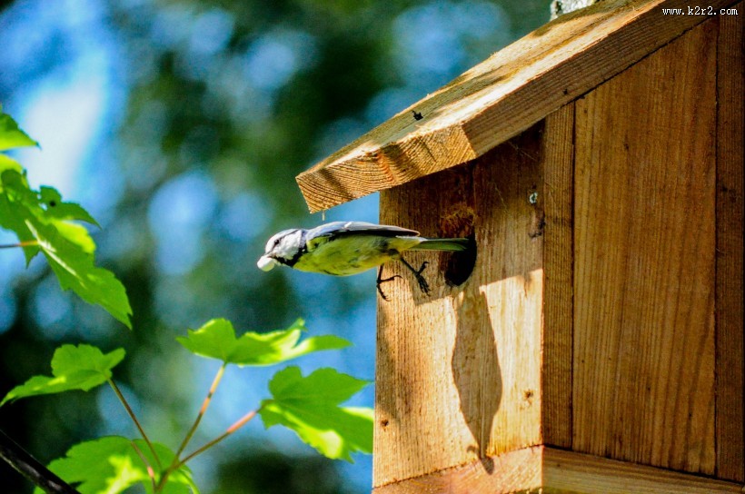脸颊白白的大山雀图片