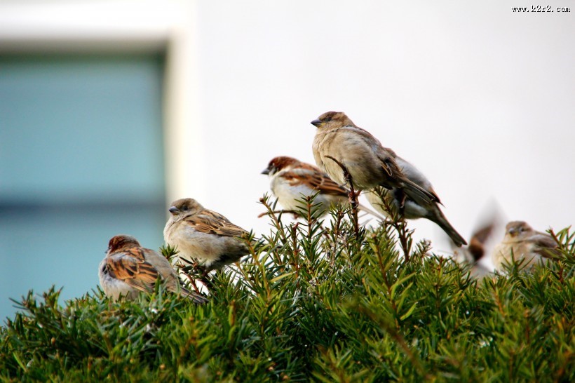 小型鸟类——树麻雀图片大全