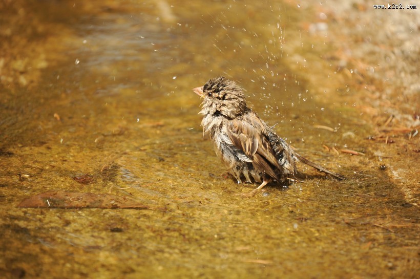 小型鸟类——树麻雀图片大全