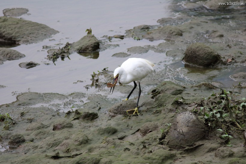 白鹭抓泥鳅图片大全