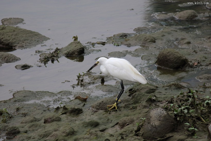 白鹭抓泥鳅图片大全