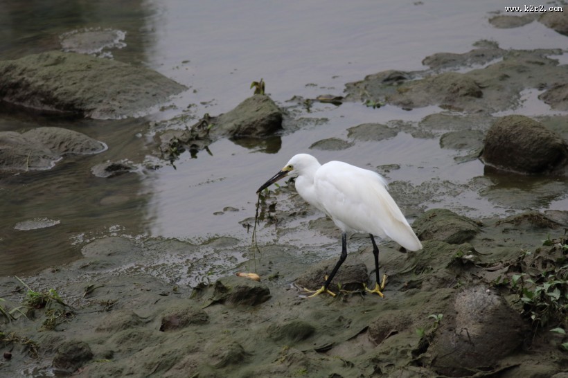 白鹭抓泥鳅图片大全