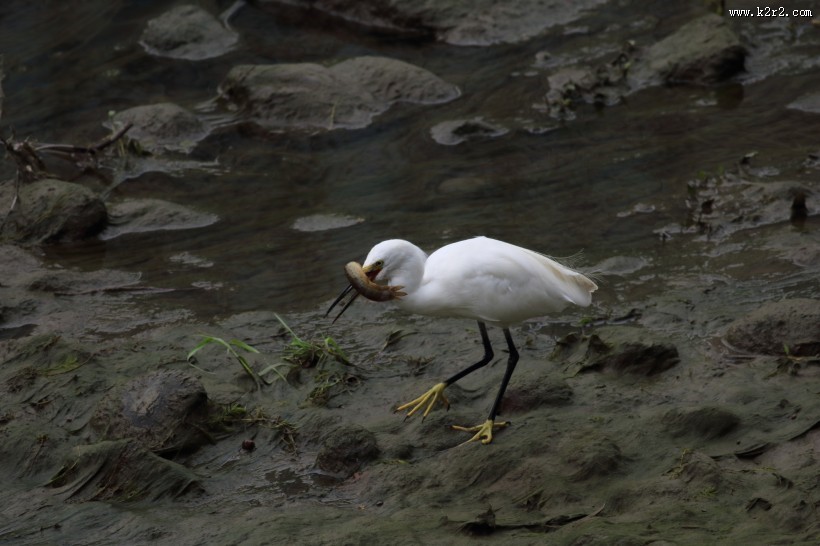 白鹭抓泥鳅图片大全