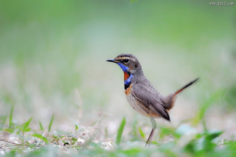 蓝点颏图片大全