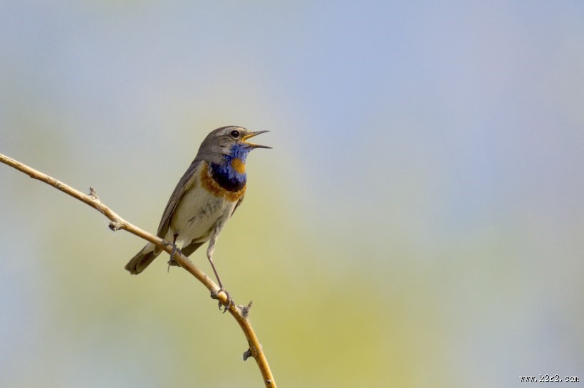蓝点颏图片大全
