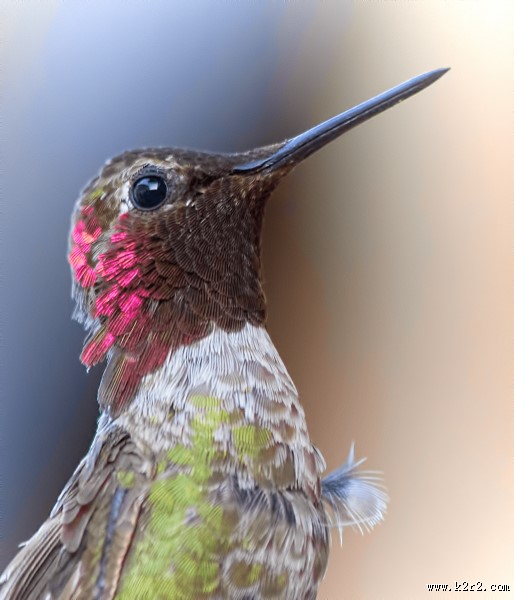 飞行嗡嗡作响的蜂鸟图片大全