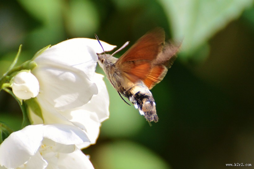 昆虫界的“四不像”——蜂鸟鹰蛾图片