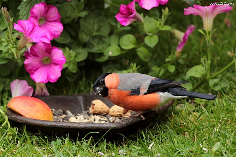 叫声动听的红腹灰雀图片