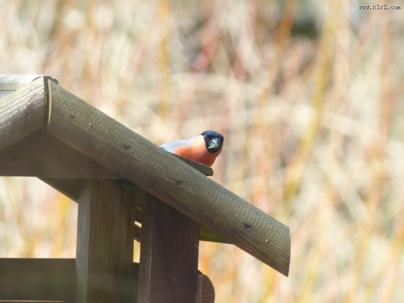 叫声动听的红腹灰雀图片