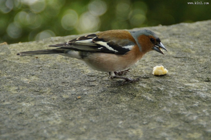 小型鸟类——燕雀图片大全