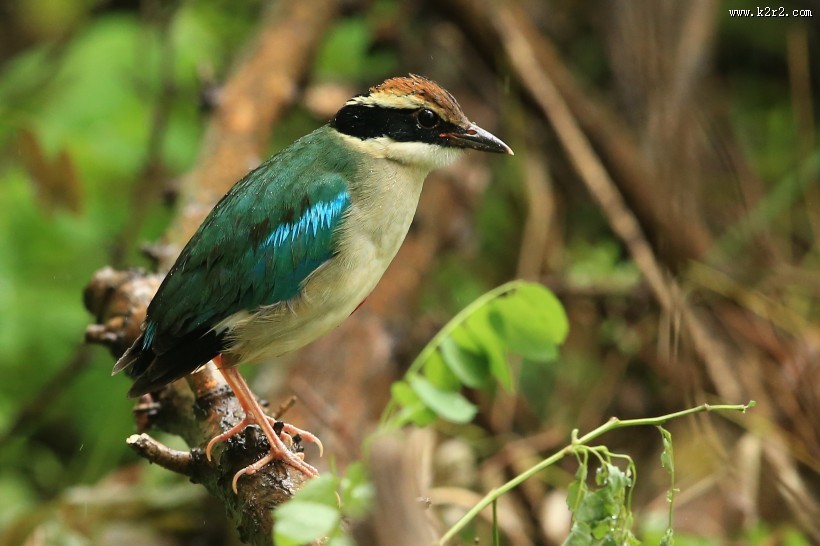 仙八色鸫鸟类图片