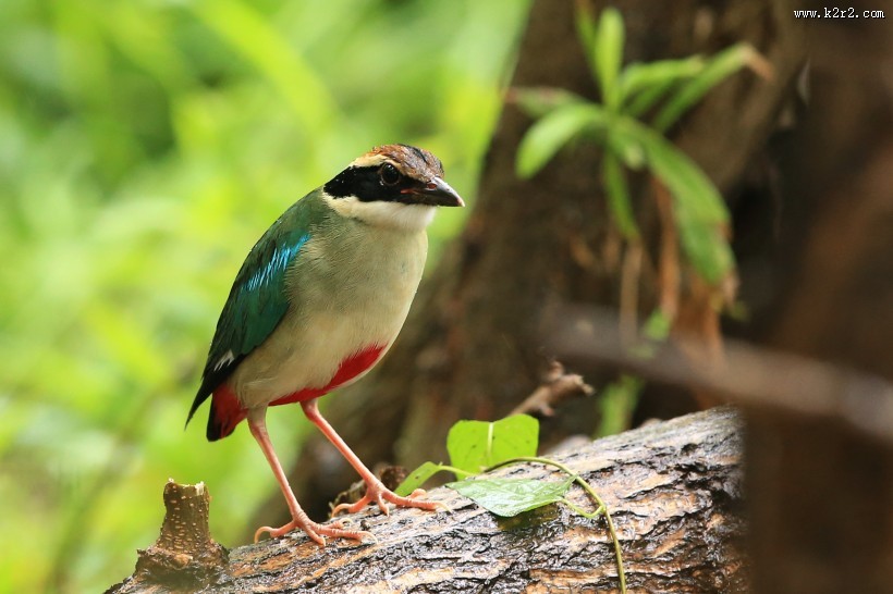 仙八色鸫鸟类图片