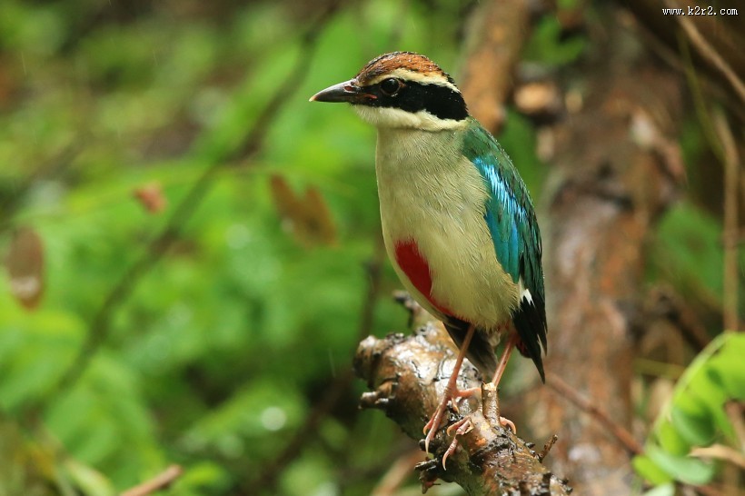 仙八色鸫鸟类图片