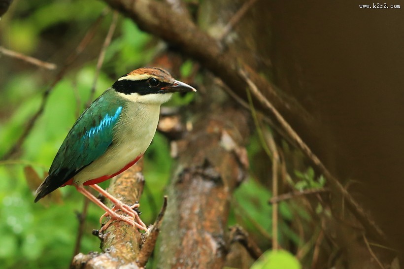 仙八色鸫鸟类图片