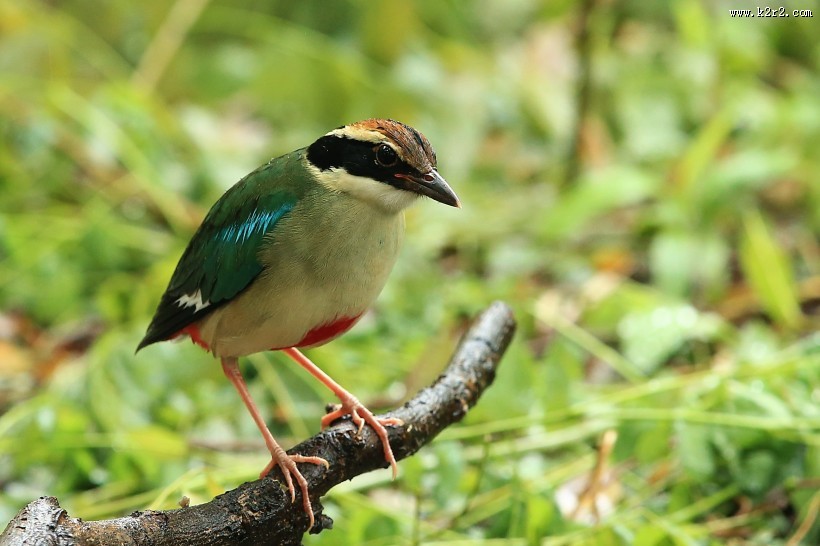 仙八色鸫鸟类图片
