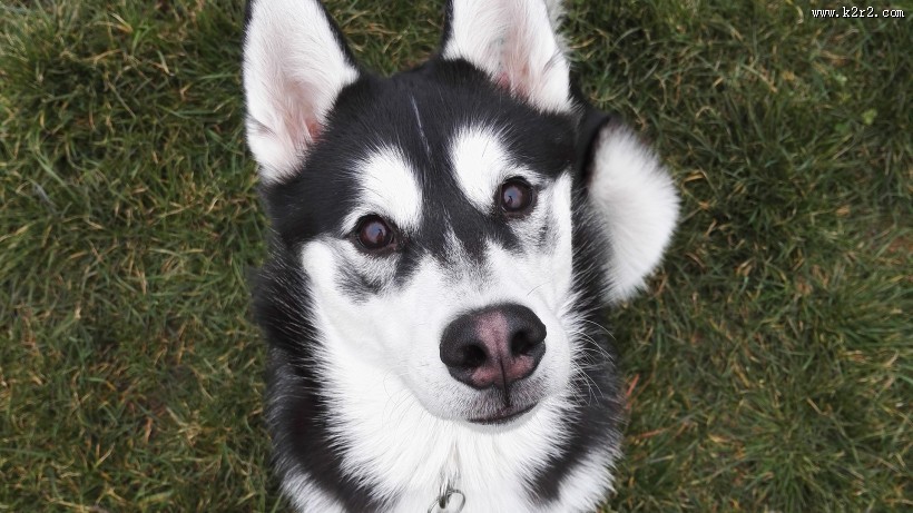 可爱狗狗哈士奇图片大全