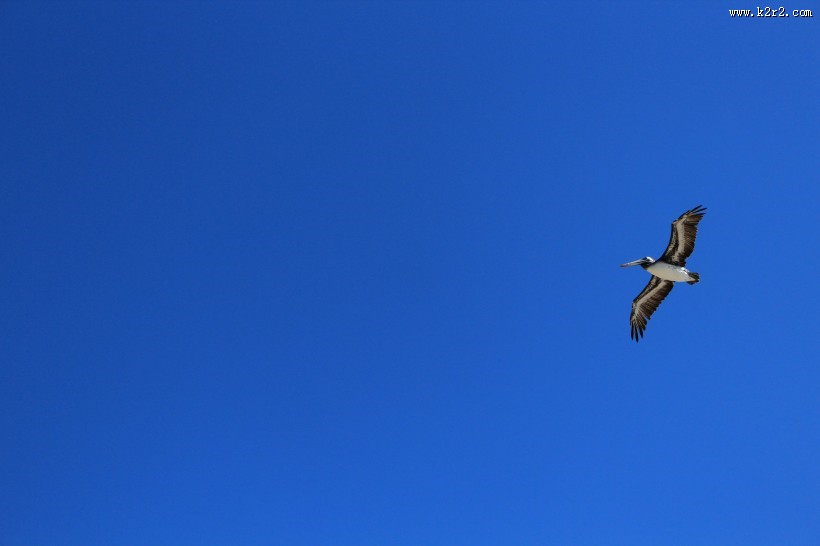鹈鹕科的褐鹈鹕图片大全