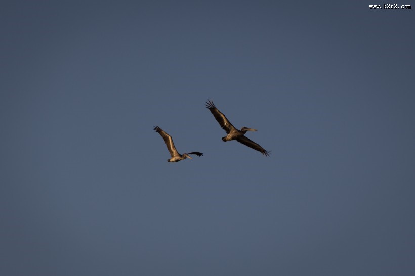 鹈鹕科的褐鹈鹕图片大全