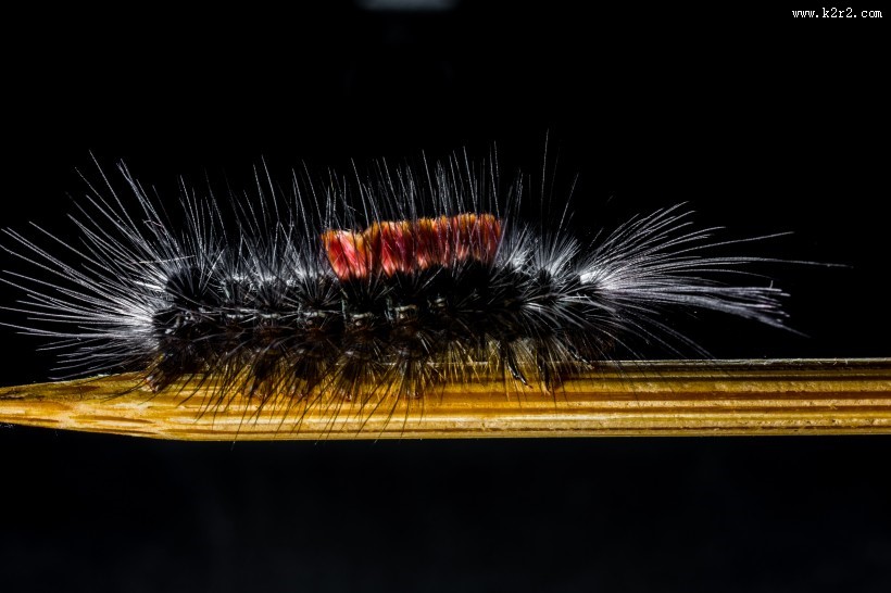 长长黑毛的毛毛虫图片大全