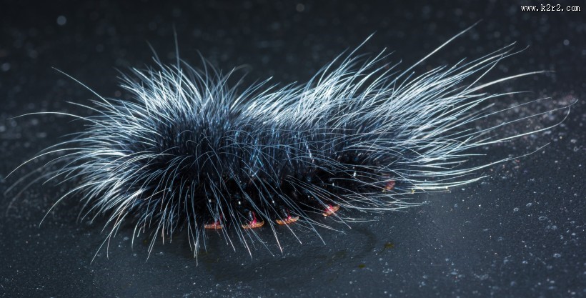 长长黑毛的毛毛虫图片大全