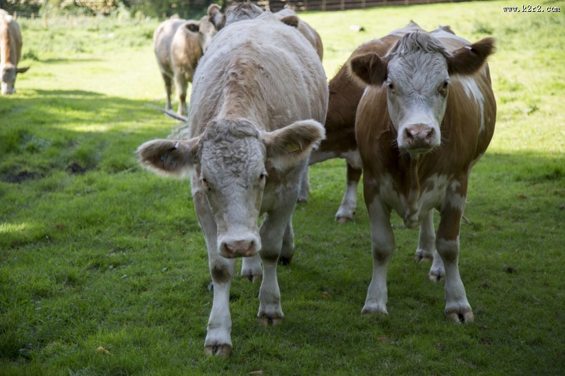 荷兰奶牛图片