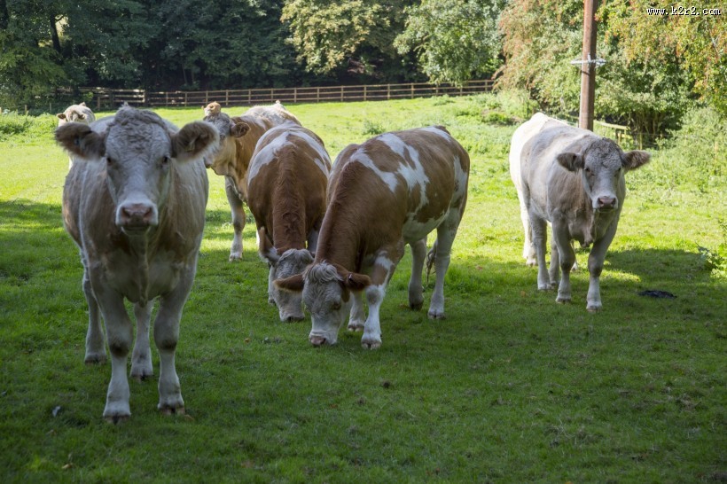荷兰奶牛图片