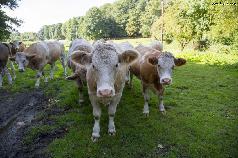 荷兰奶牛图片