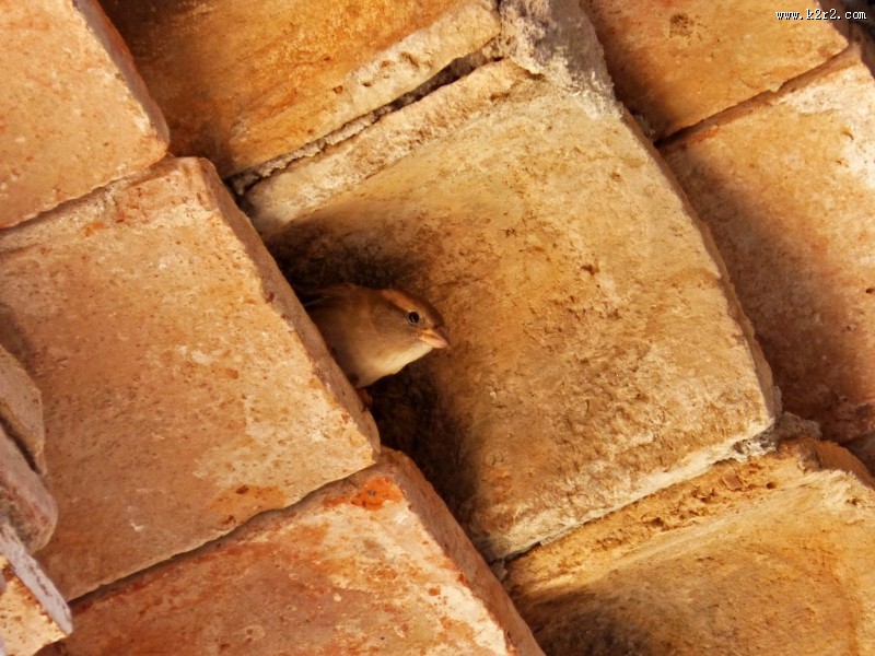 小型鸟类——树麻雀图片大全