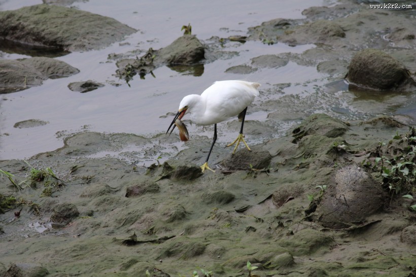 白鹭抓泥鳅图片大全