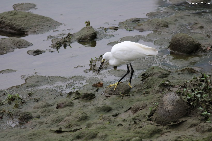 白鹭抓泥鳅图片大全