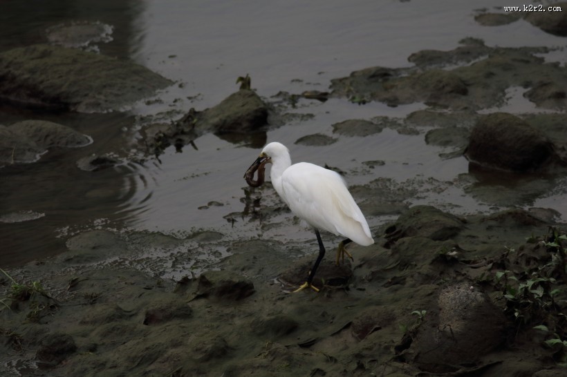 白鹭抓泥鳅图片大全