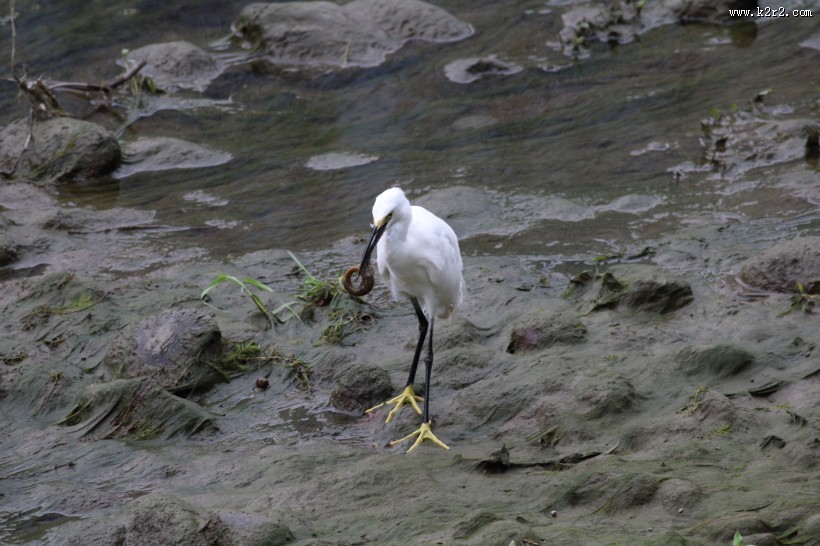 白鹭抓泥鳅图片大全