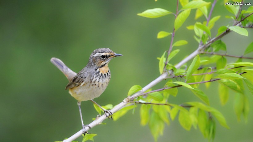 蓝点颏图片大全