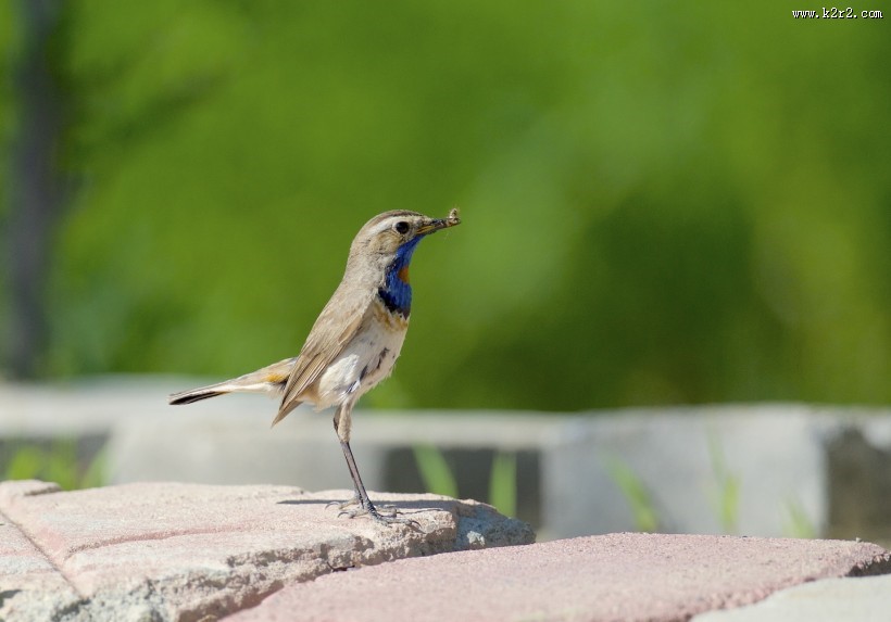 蓝点颏图片大全