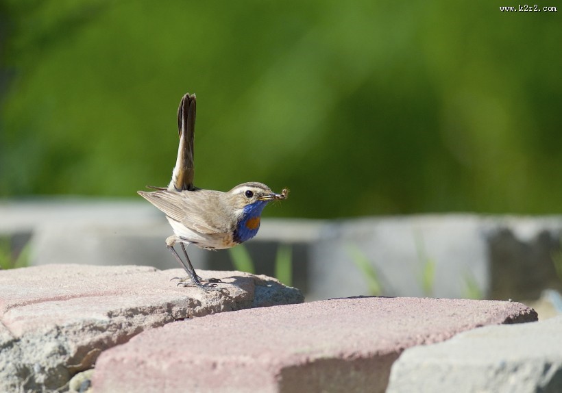 蓝点颏图片大全
