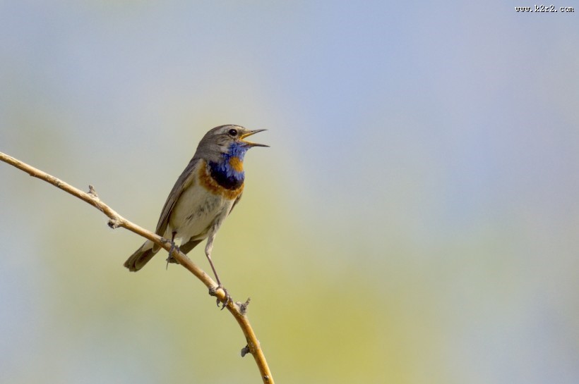 蓝点颏图片大全