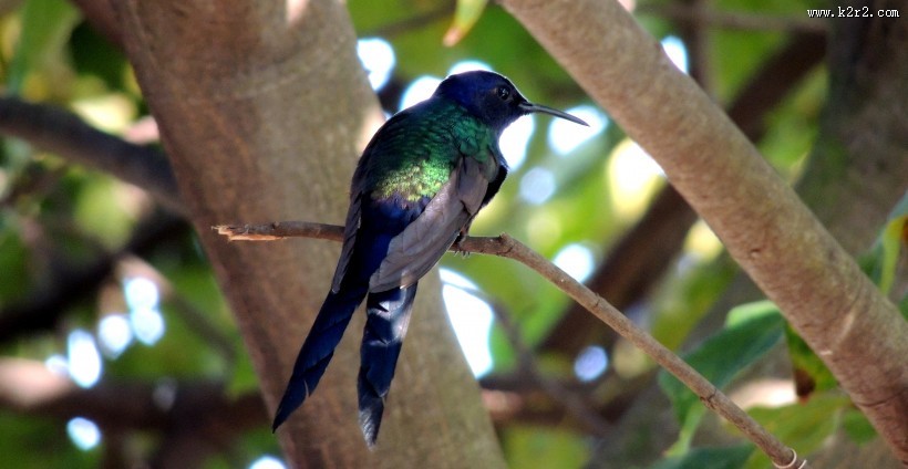 飞行嗡嗡作响的蜂鸟图片