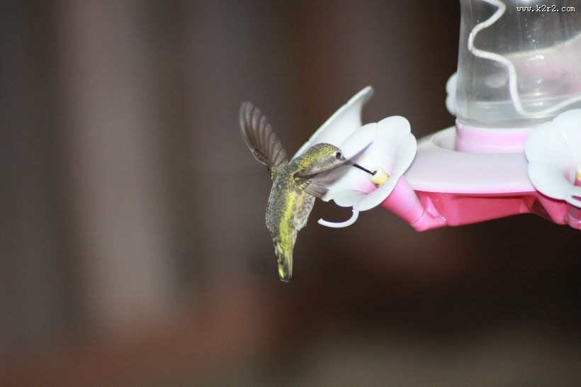 飞行嗡嗡作响的蜂鸟图片