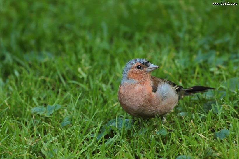 小型鸟类——燕雀图片
