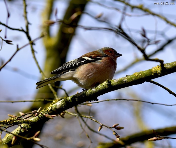 小型鸟类——燕雀图片