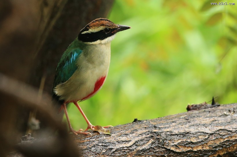 仙八色鸫鸟类图片大全
