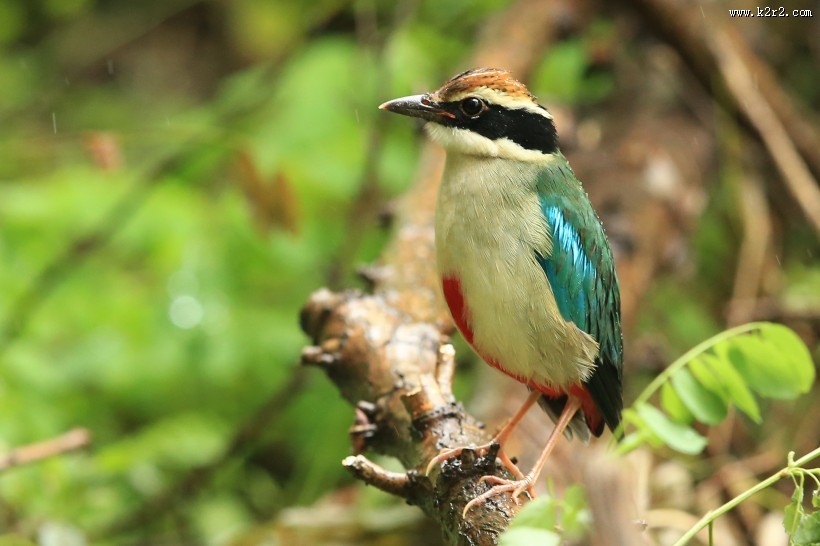 仙八色鸫鸟类图片大全