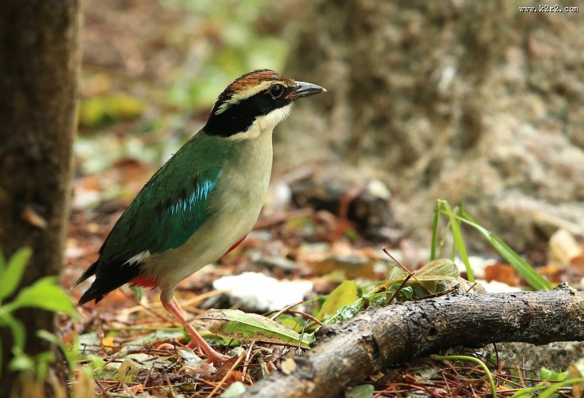 仙八色鸫鸟类图片大全