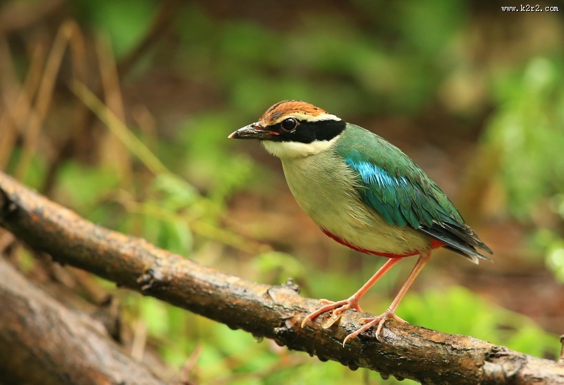 仙八色鸫鸟类图片大全