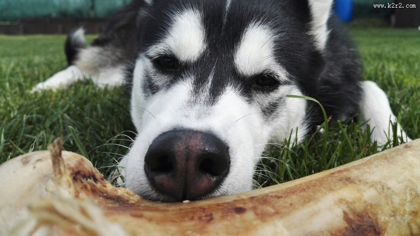 可爱狗狗哈士奇图片