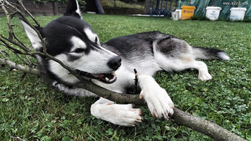 可爱狗狗哈士奇图片