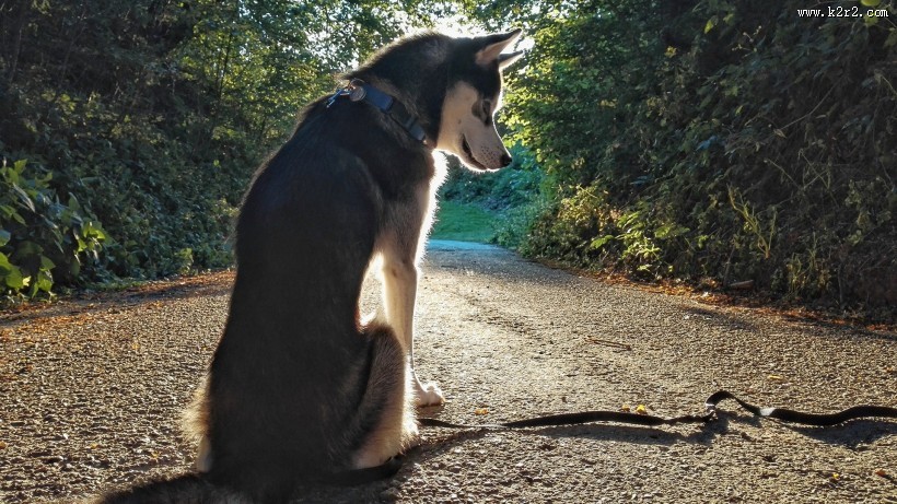 可爱狗狗哈士奇图片